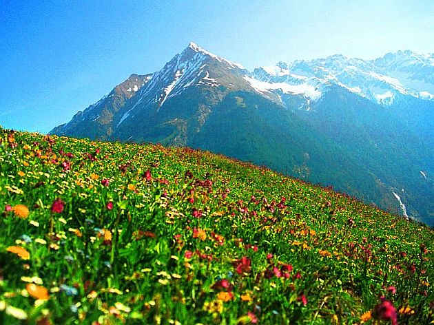 alpine-flowers-in-austria-b.jpg