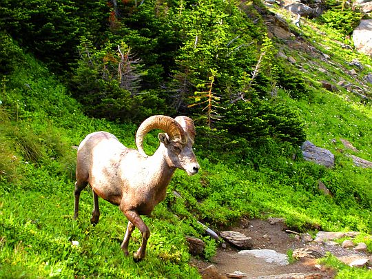 Bighorn Sheep