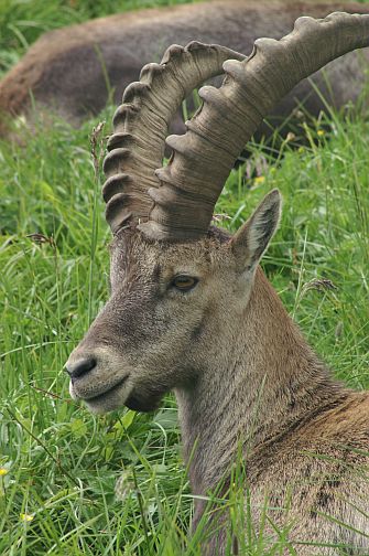 Ibex in the Alps