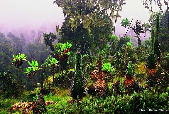 Afro-Alpine Zone