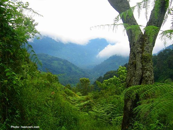 Rwenzori Rainforest