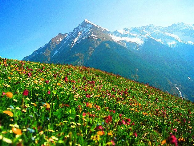 Alpine meadow in Austria