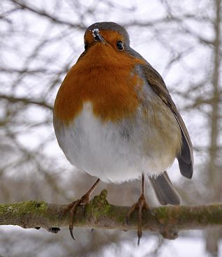 Bird fluffed-up to stay warm