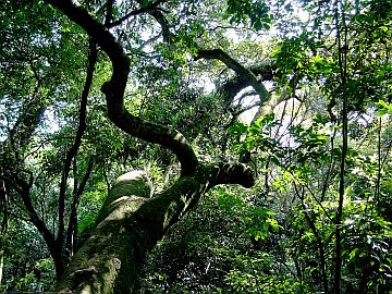 Jungle in Brazil