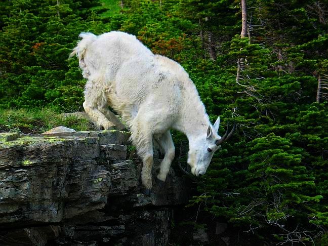 Rocky Mountain Goat