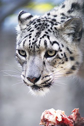 Snow Leopard