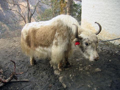 Yak